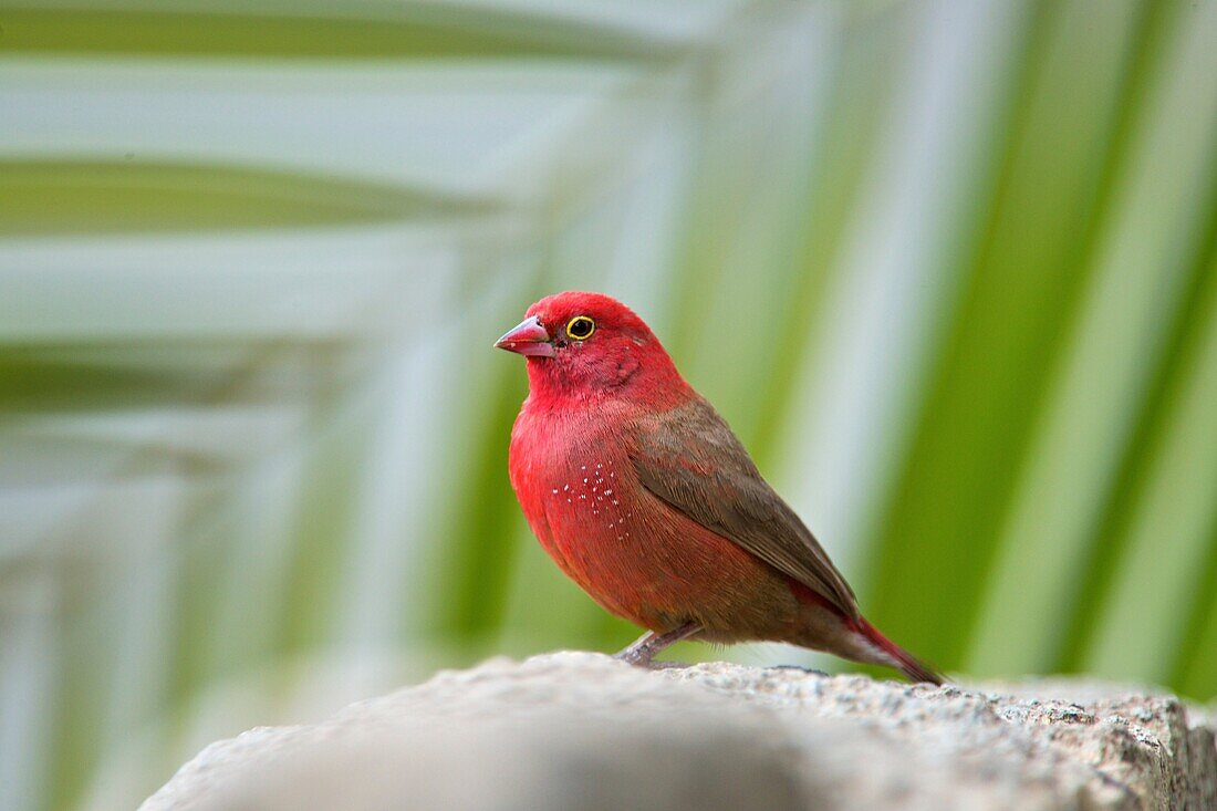 A male red-billed fire-finch perched on a rock in Ethiopia.