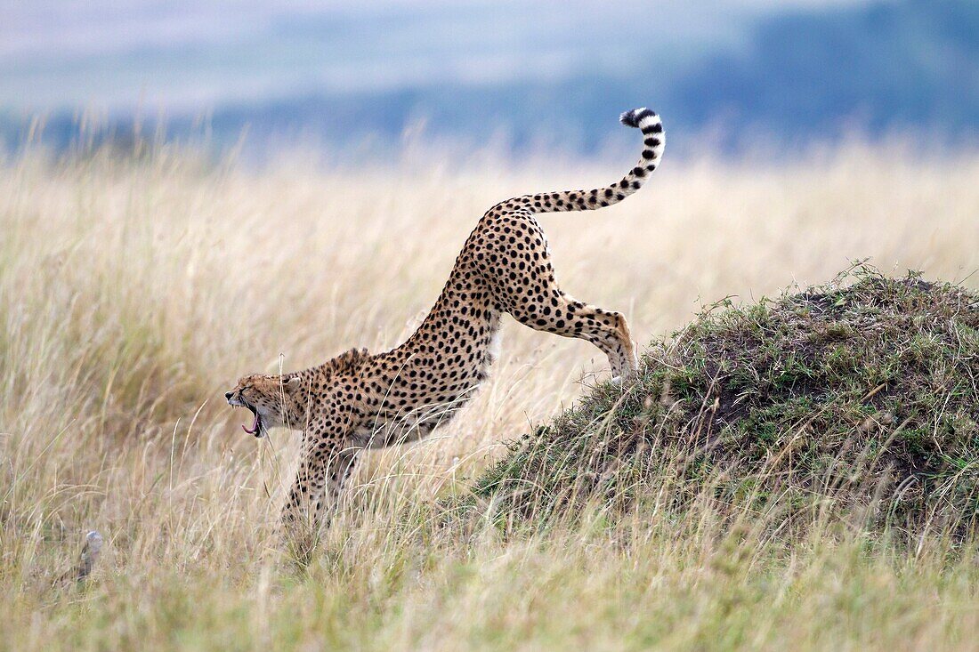 Cheetah Acinonyx jubatus stretching and yawning, Masai Mara, Kenya