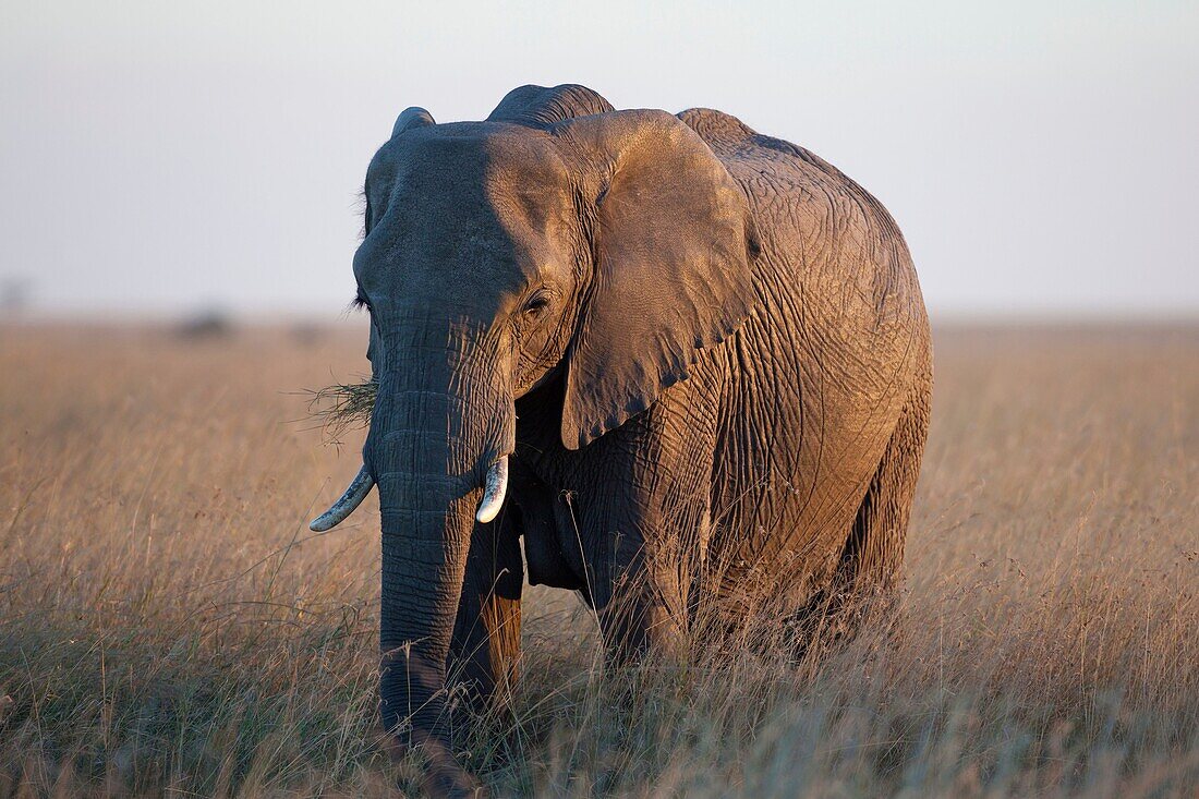 African Elephant Loxodonta africana in savannah during sunset, Masai Mara, Kenya