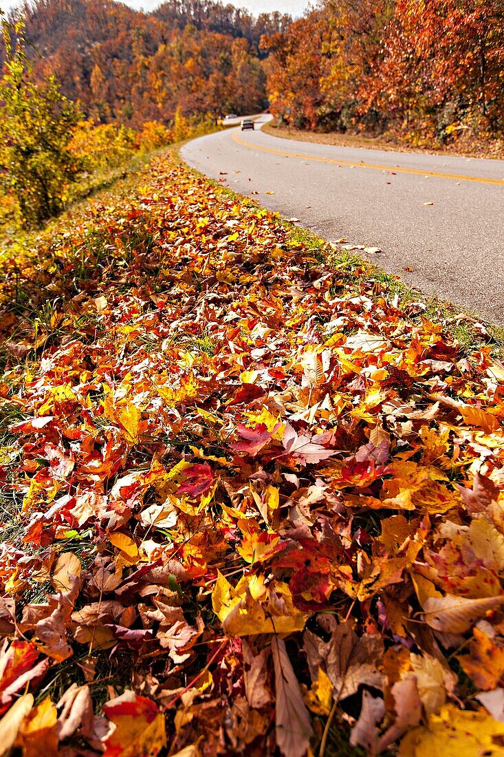 Colorful autumn foliage as leaves change colors along the Blue Ridge National Park near Asheville, North Carolina