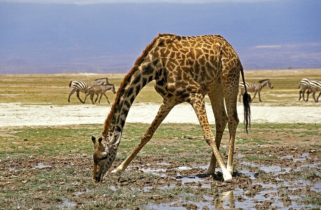Masai Giraffe, giraffa camelopardalis tippelskirchi, Adult Drinking, Masai Mara Park in Kenya