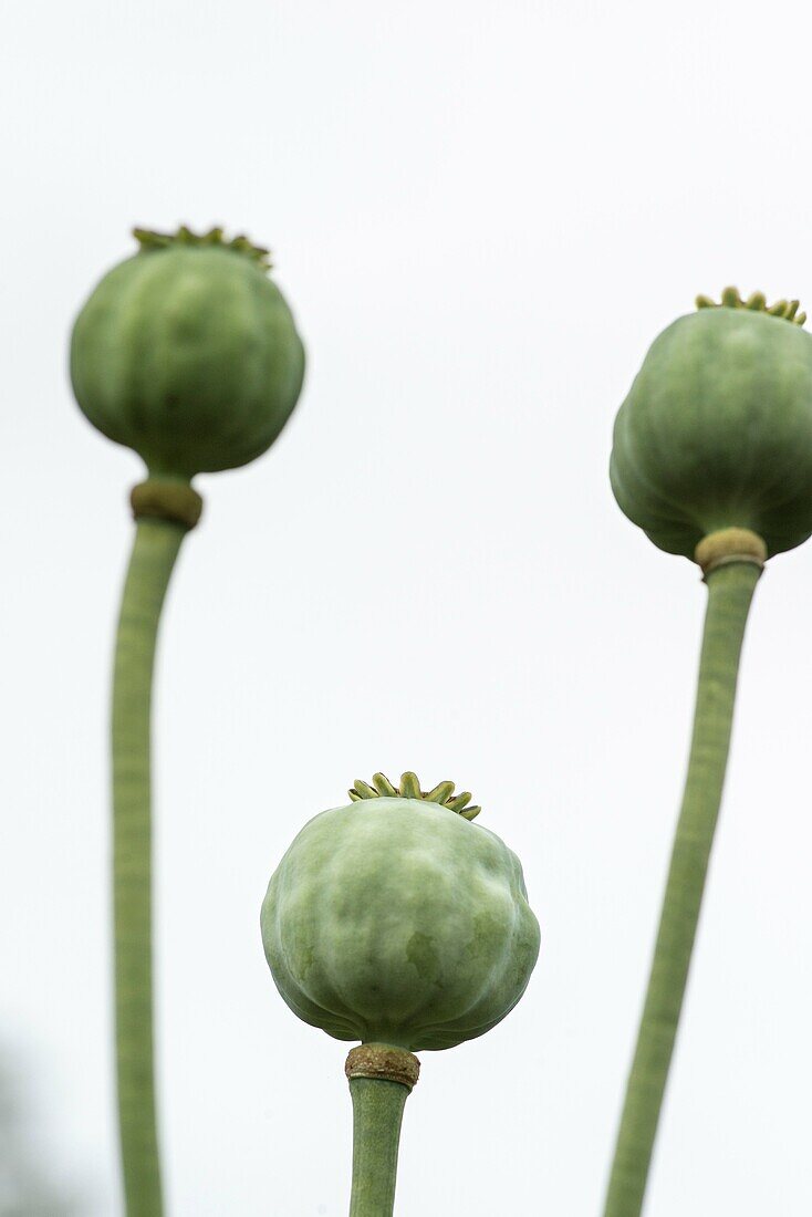 Capsules of poppy flower viewed from below