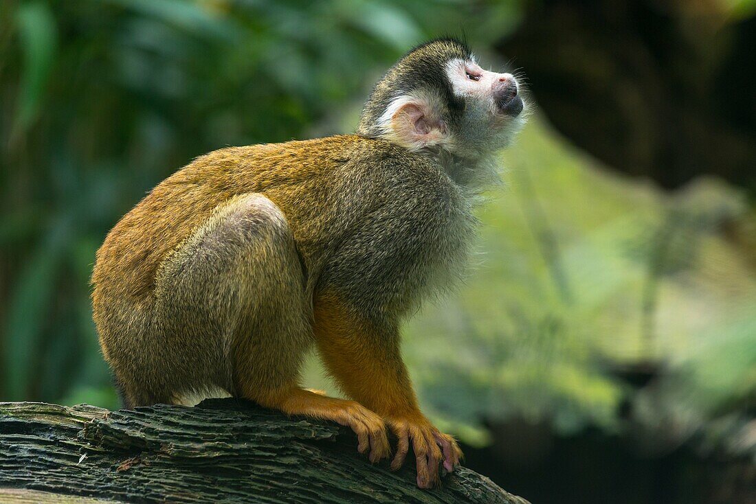 Squirrel Monkey Saimiri sciureus – License image – 70429375 lookphotos