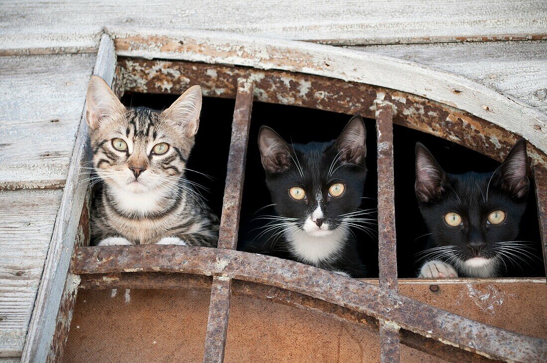 Three cats, Bakar, Croatia