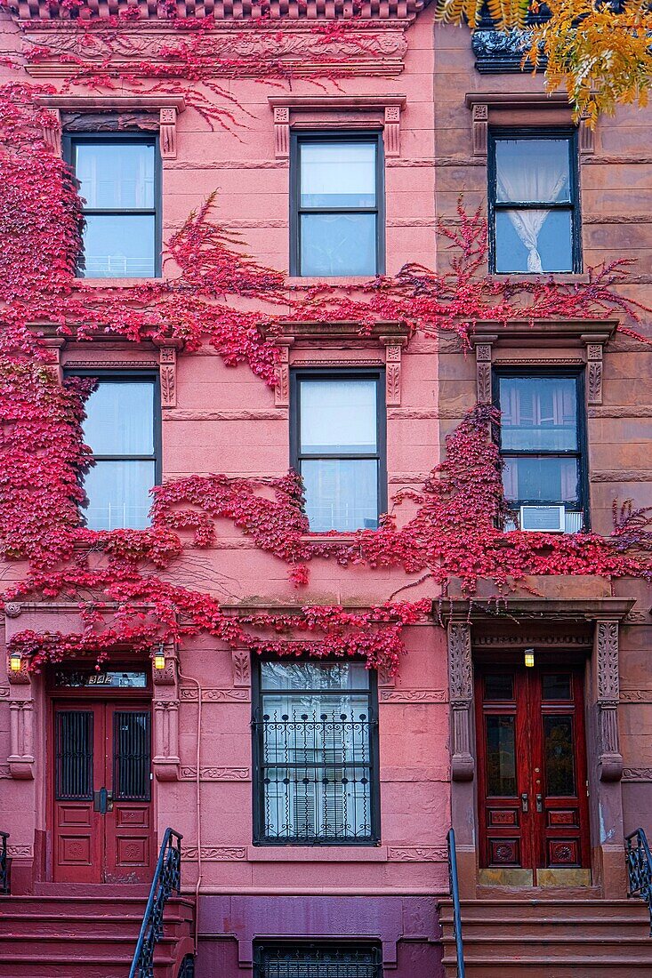 Harlem Brownstone side by side with pink ivy, New York, USA
