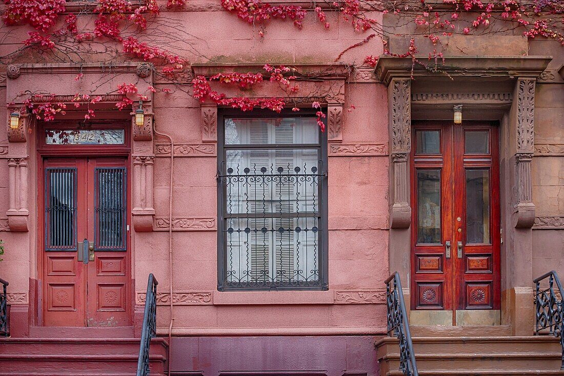 Row House doors with pink ivy, Harlem, New York, USA