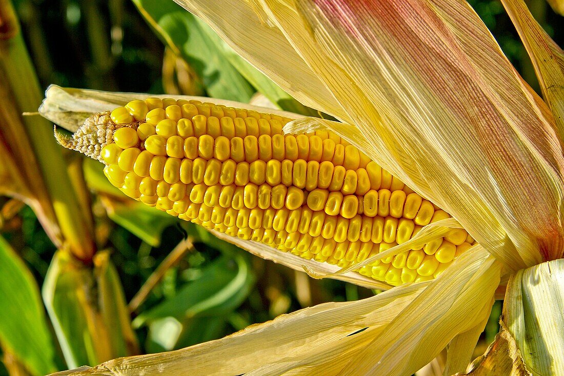 Corn in a corn field, Asturias, Spain