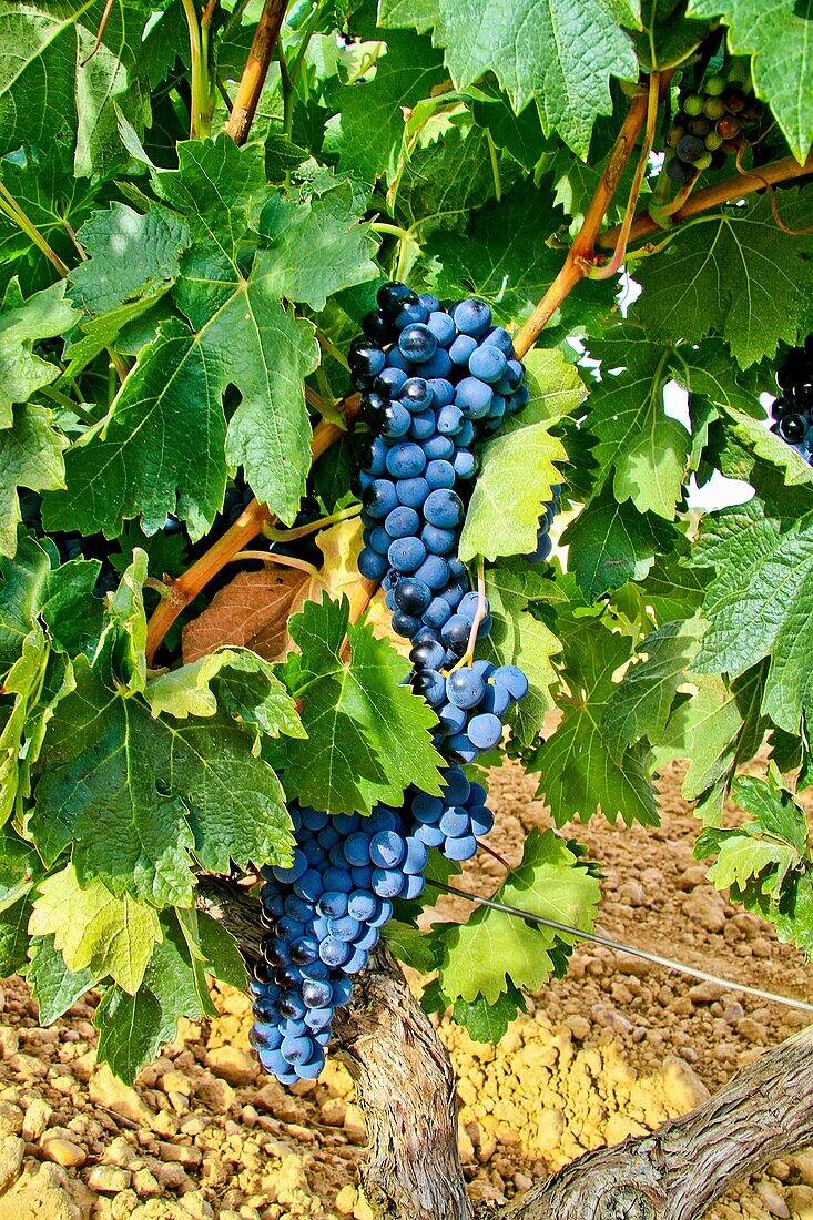 Ripes wine grapes in vineyard Benavente, Zamora, Castile and León, Spain
