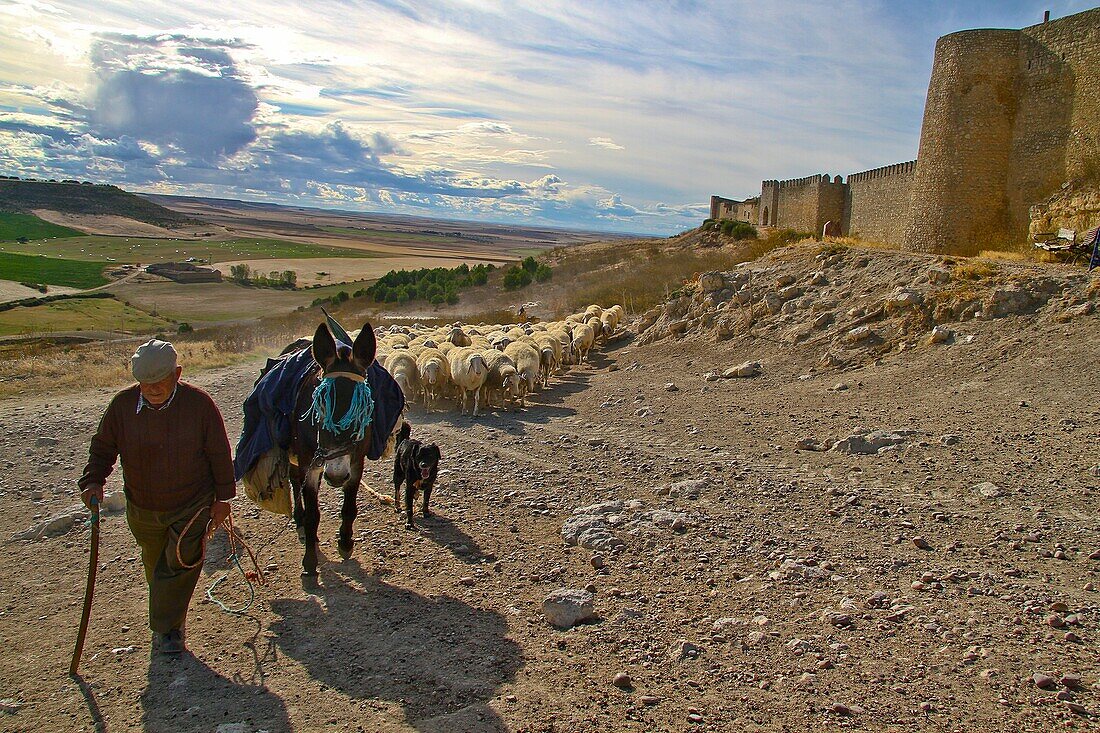 Flock sheep and Shepherd with a donkey and dogs, near castle wall Urueña, Castile and León, Spain