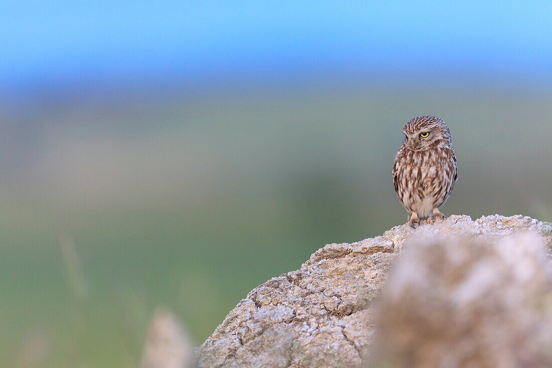 Little Owl Athene noctua perched on stones  Lleida  Catalonia  Spain