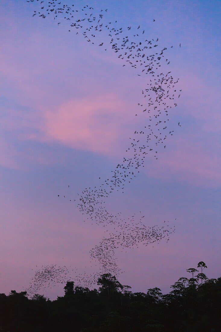 Flocks of Wrinkle-lipped Bats Tadarida plicata in flight at dusk  Khao Yai National Park  Thailand