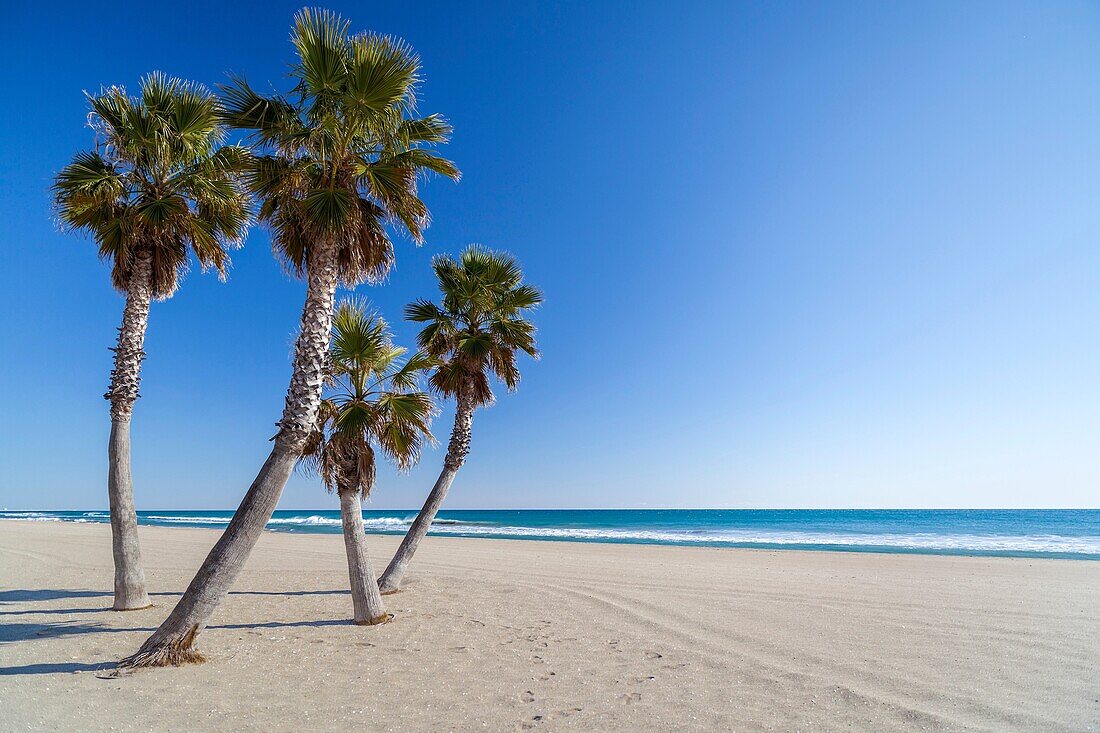 el vendrell,catalonia,spain mediterranean beach with palm tree