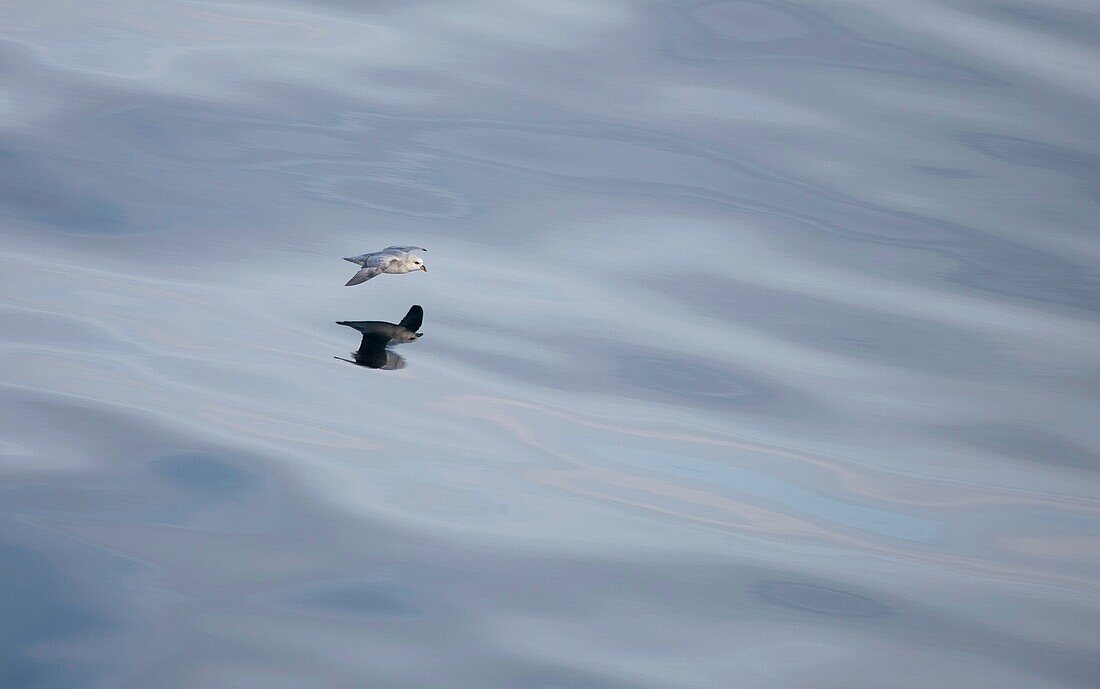 Northern Fulmar Fulmarus glacialis at sea offshore from Svalbard Spitsbergen in the Norwegian Arctic