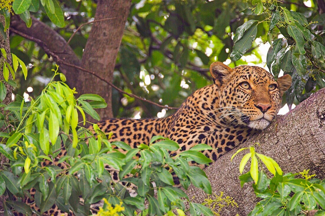 Leopard Panthera pardus in fig tree, Masai Mara, Kenya