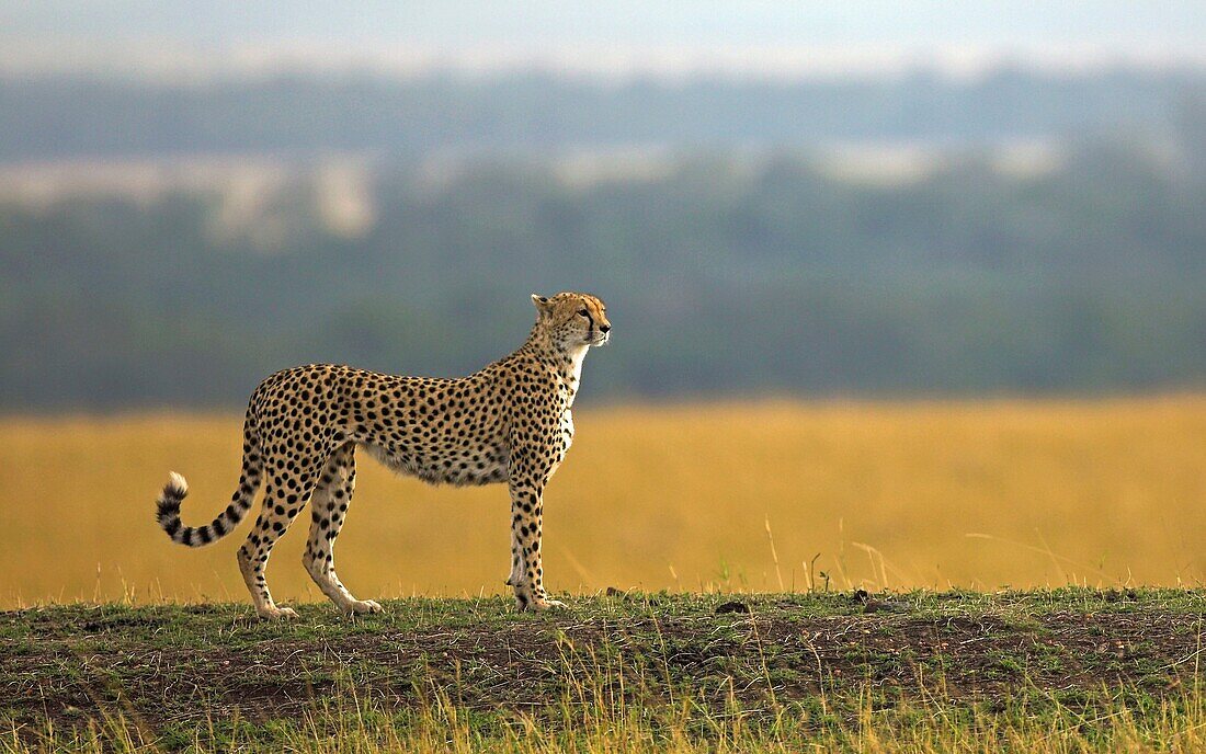 Adult female Cheetah Acinonyx jubatus surveying open savanna, Masai Mara, Kenya