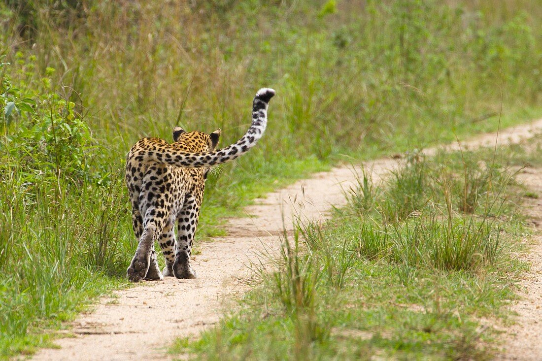 Adult female Leopard Panthera pardus walking down track in Queen Elizabeth National Park, Uganda, rear view, showing distinctive curve of tail
