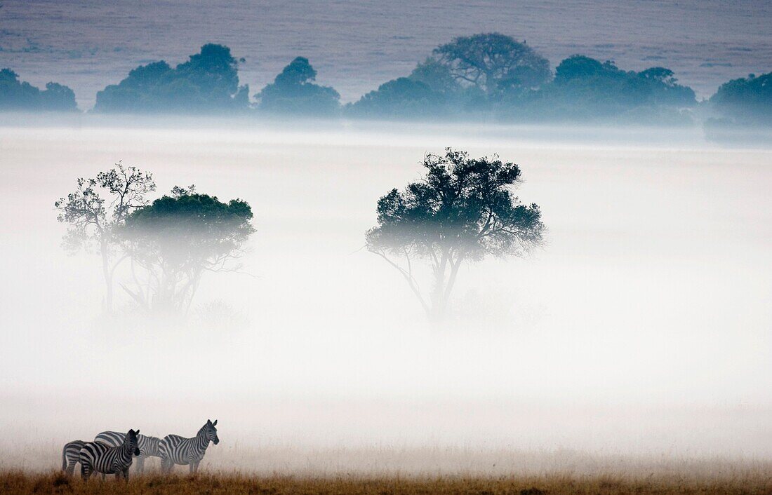 Group of Plain´s Zebra also known as Common Zebra or Burchell´s Zebra Equus quagga previously known as Equus burchelli, in early morning mist on Masai Mara, Kenya