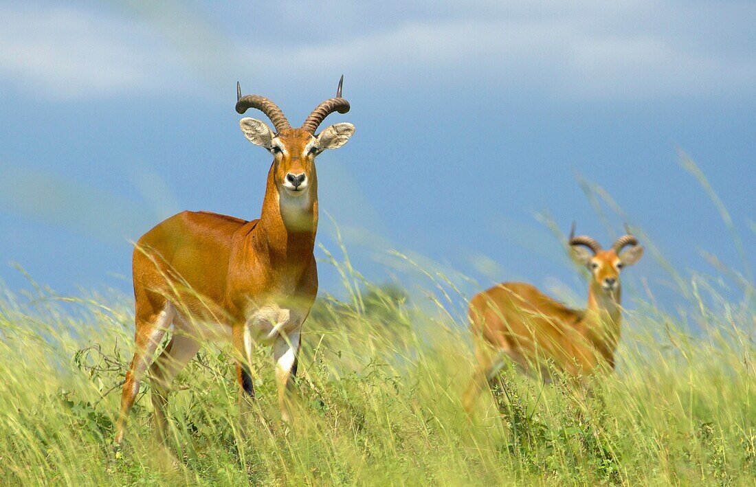 Adult male Ugandan Kob Kobus kob thomasi standing facing camera