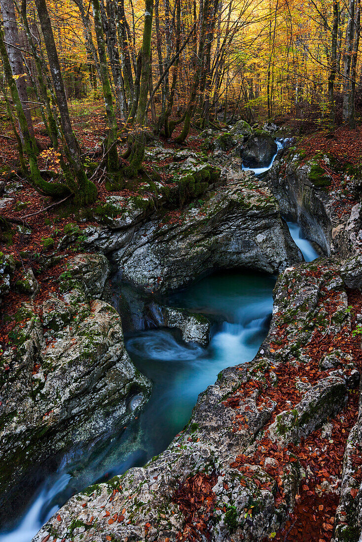 Bergbach Suha schlängelt sich durch die Kalkfelsen im urwüchsigen Buchenwald des Triglav Nationalpark, Gorenjska, Slowenien