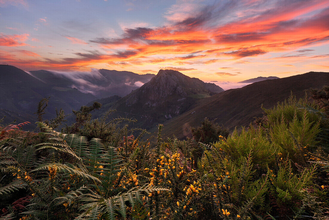 Impressive sunrise above the peaks of the Picos de Europa National Park with ferns and blossoming brooms in the foreground, Cantabria, Spain