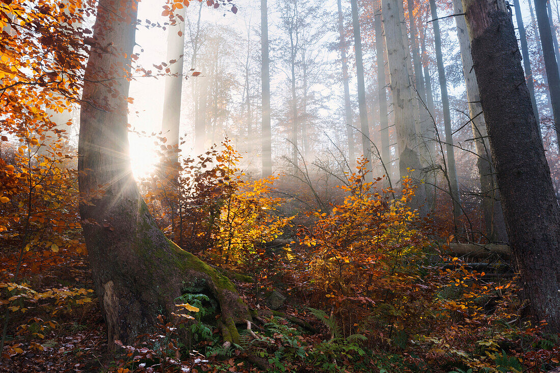 Sonnenstrahlen durchdringen den Morgennebel im Nationalpark Bayerischer Wald im Herbst, Bayern, Deutschland