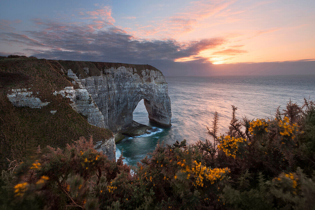 Picturesque sunset above the famous limestone arch Manneporte near Etretat with gorse shrubs in full bloom in the foreground, Normandy, France
