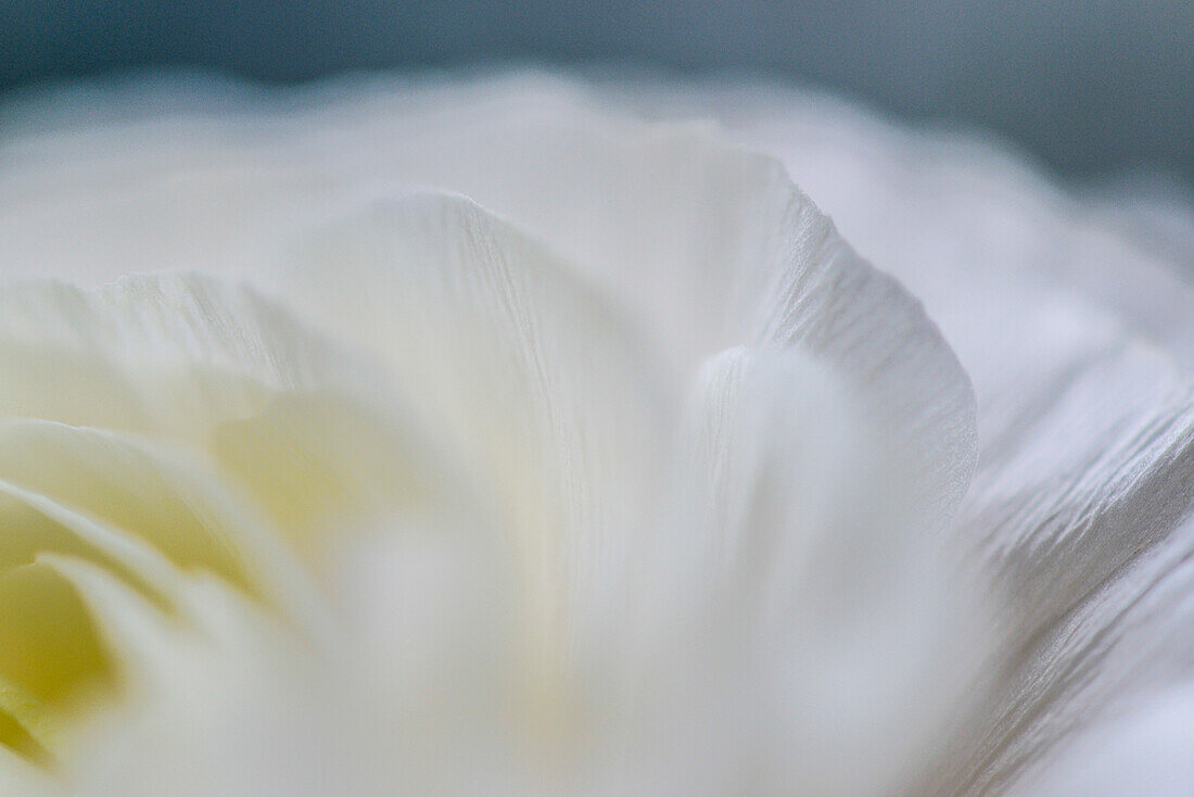 Close up of a white ranunculus blossom, Hamburg, Germany