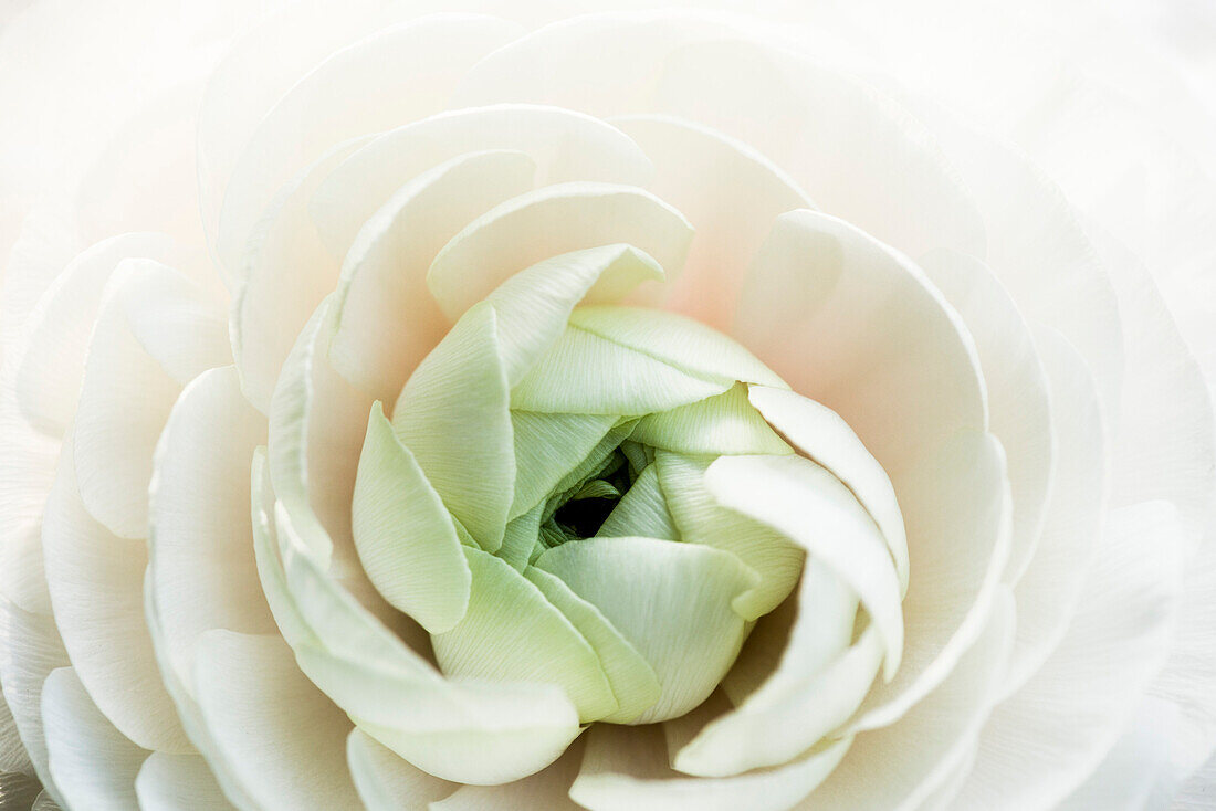 Close up of a white ranunculus blossom, Hamburg, Germany