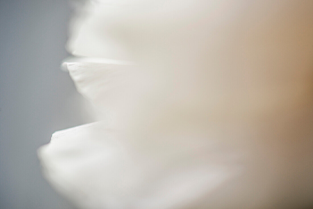 Close up of a white ranunculus blossom, Hamburg, Germany