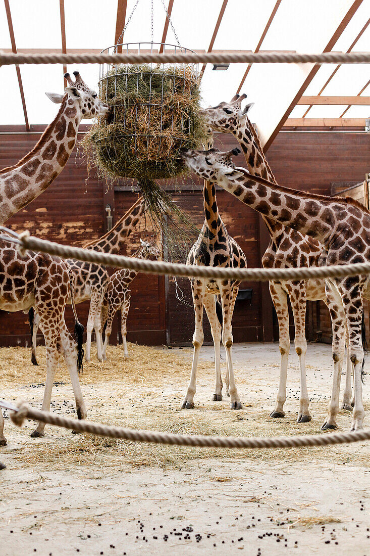 Giraffen beim Fressen, Zoo Leipzig, Sachsen, Deutschland