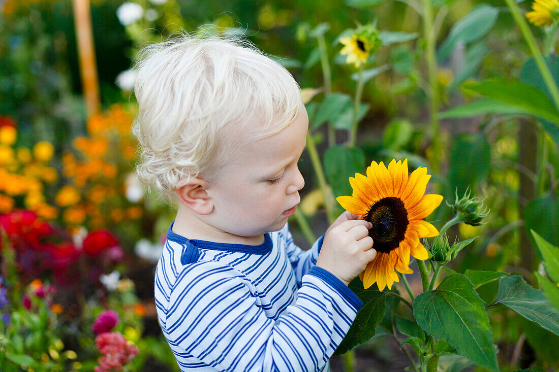 Junge (2 Jahre) betrachtet Sonnenblume im Garten, Freital, Sachsen, Deutschland