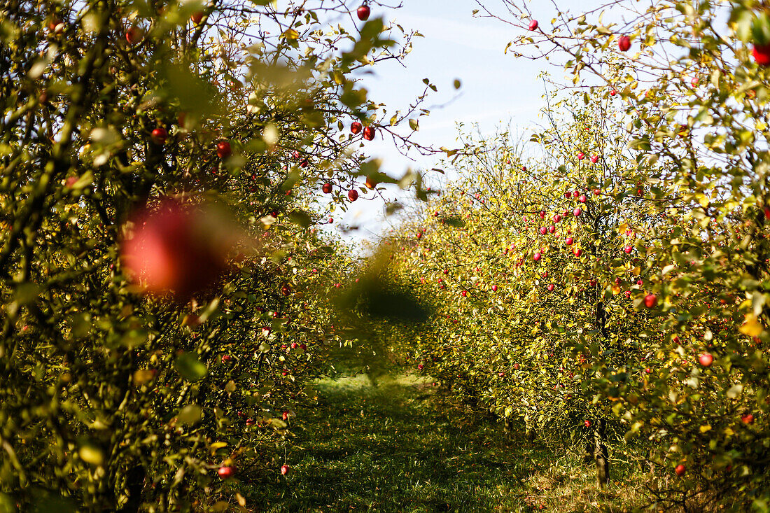 Apple farm, near Rerik, Mecklenburg-Western Pomerania, Germany