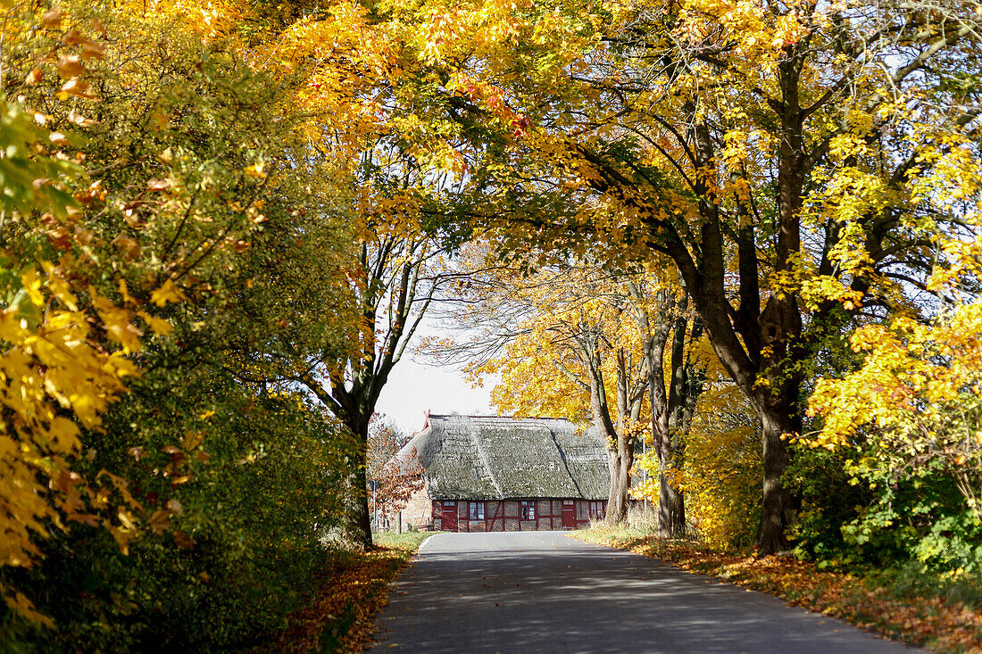 Tree-lined road in autumn, near Rerik, Mecklenburg-Western Pomerania, Germany
