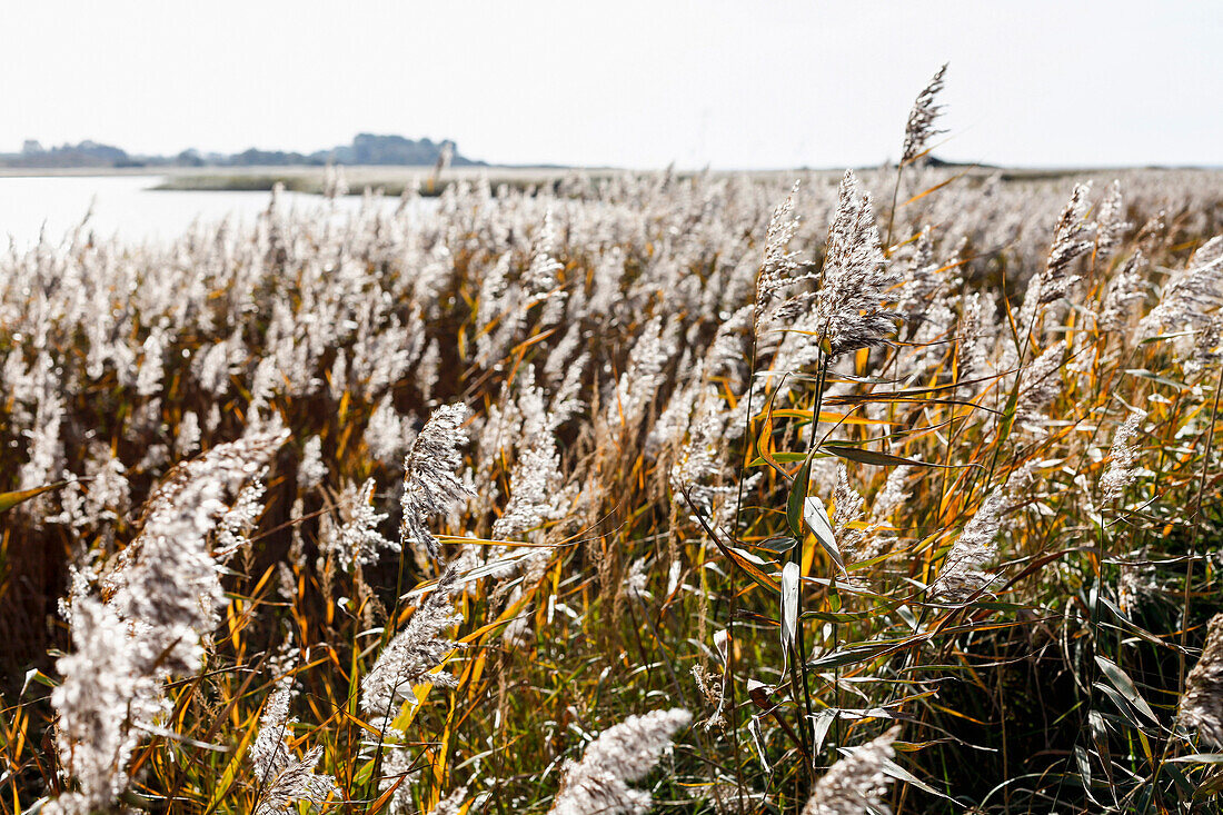 Reeds at lake Riedensee, Kagsdorf, Bastorf, Mecklenburg-Western Pomerania, Germany