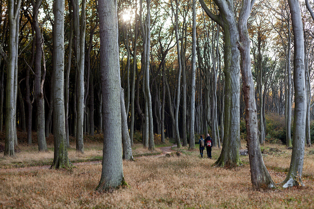Couple walking through ghost forest near Nienhagen, Mecklenburg-Western Pomerania, Germany