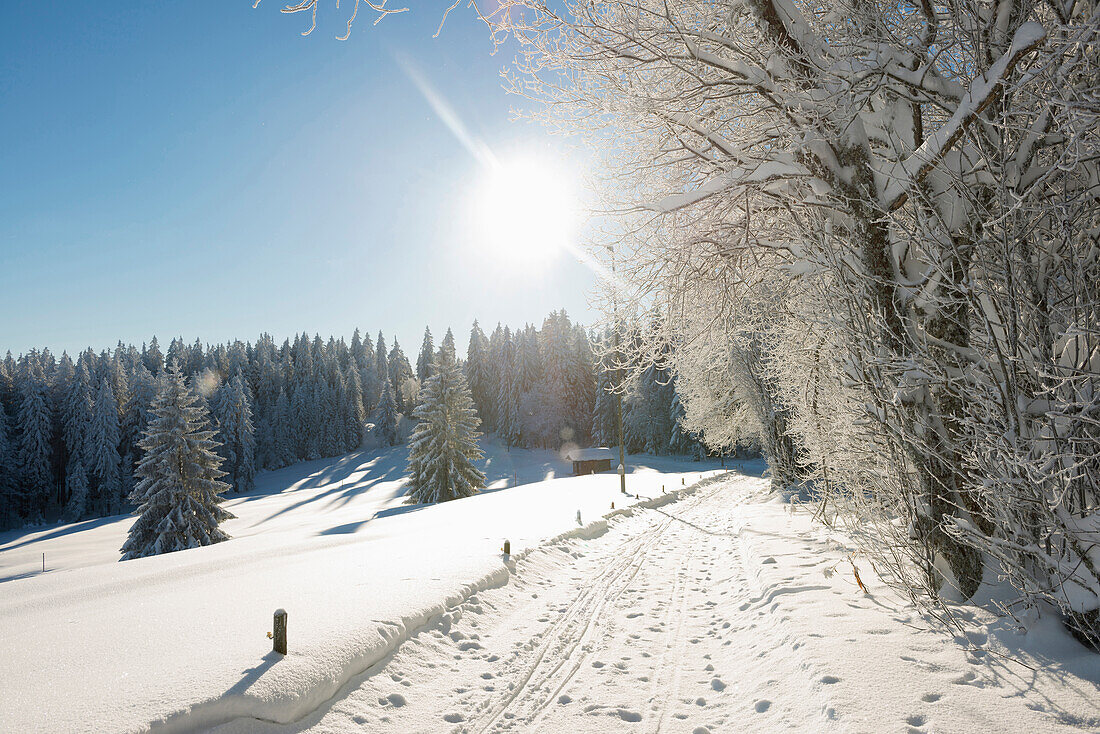 Snow covered trees next to a Winter hiking trail, Schauinsland, near Freiburg im Breisgau, Black Forest, Baden-Wuerttemberg, Germany