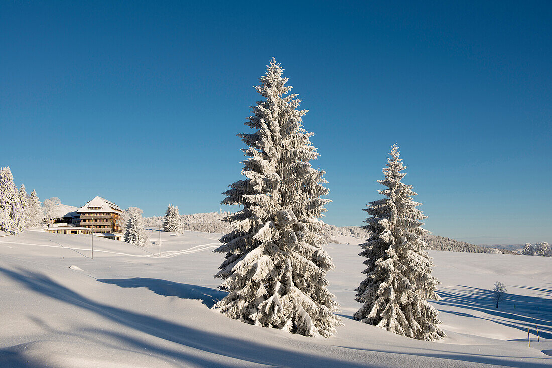 schneebedeckte Tannen und Hotel Halde, Schauinsland, nahe Freiburg im Breisgau, Schwarzwald, Baden-Württemberg, Deutschland