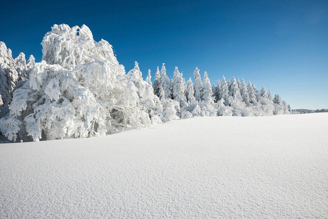 Schneebedeckte Bäume, Schauinsland, nahe Freiburg im Breisgau, Schwarzwald, Baden-Württemberg, Deutschland