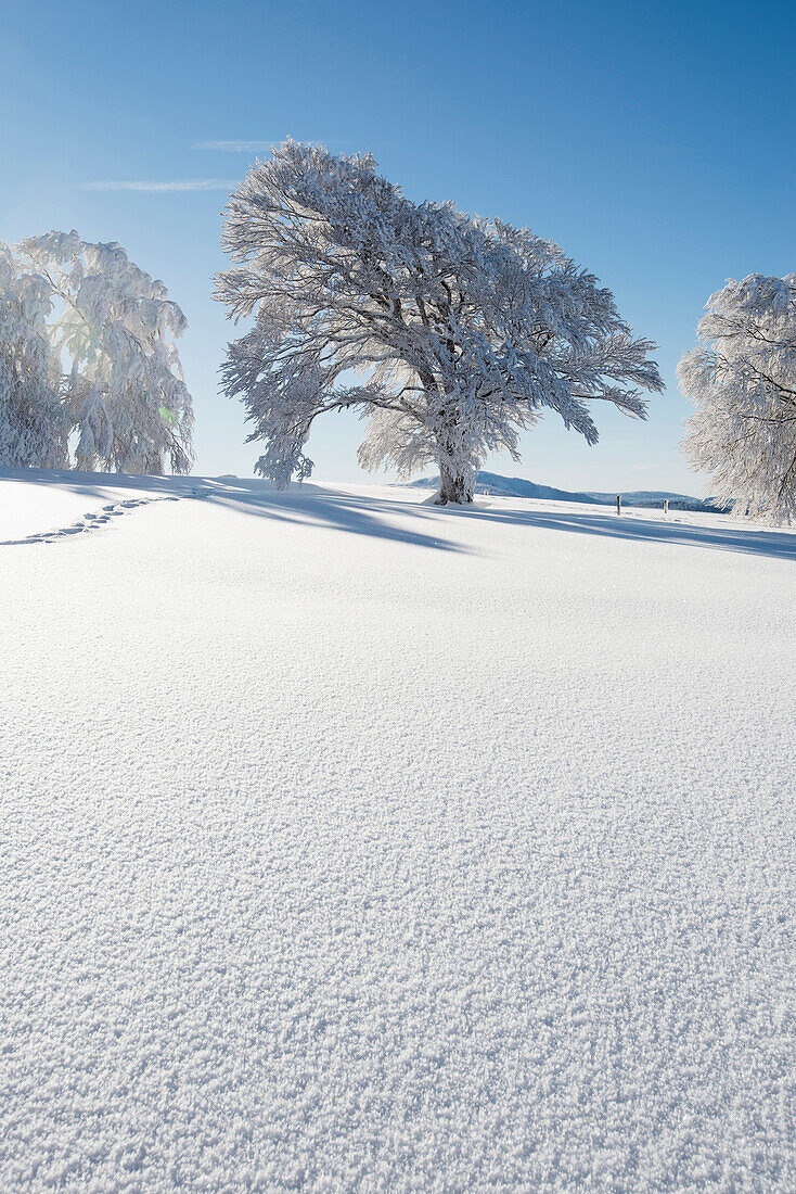 Schneebedeckte Buchen, Schauinsland, nahe Freiburg im Breisgau, Schwarzwald, Baden-Württemberg, Deutschland