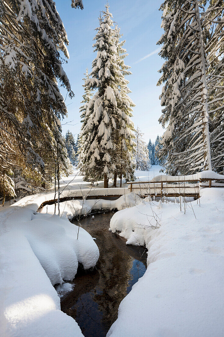 Schneebedeckte Tannen und Bach, Zauberwald, Bernau, Schwarzwald, Baden-Württemberg, Deutschland