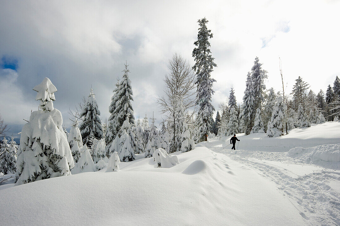 Snow covered trees and cross-country skier, Schauinsland, near Freiburg im Breisgau, Black Forest, Baden-Wuerttemberg, Germany