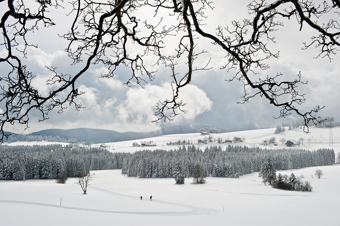 Cross-country skier near Breitnau, near Hinterzarten, Black Forest, Baden-Wuerttemberg, Germany