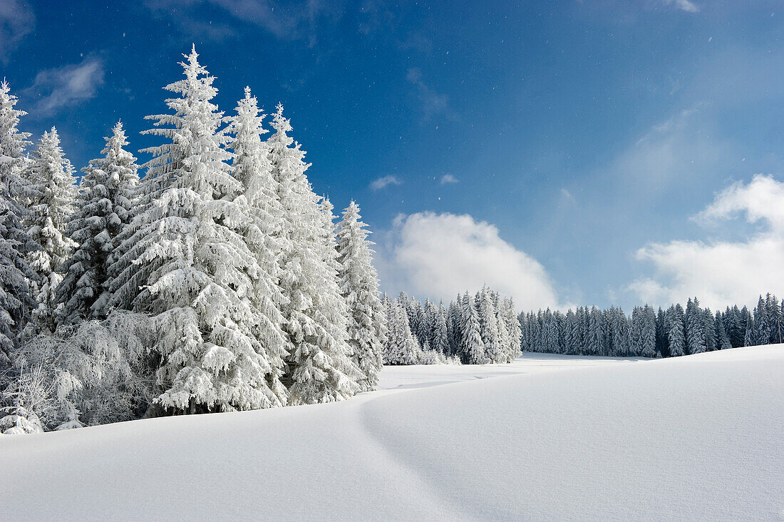 Schneebedeckte Tannen am Thurner, Nähe Hinterzarten, Schwarzwald, Baden-Württemberg, Deutschland