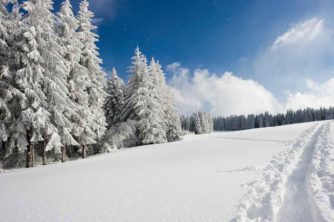 Snow covered fir trees, near Hinterzarten, Black Forest, Baden-Wuerttemberg, Germany