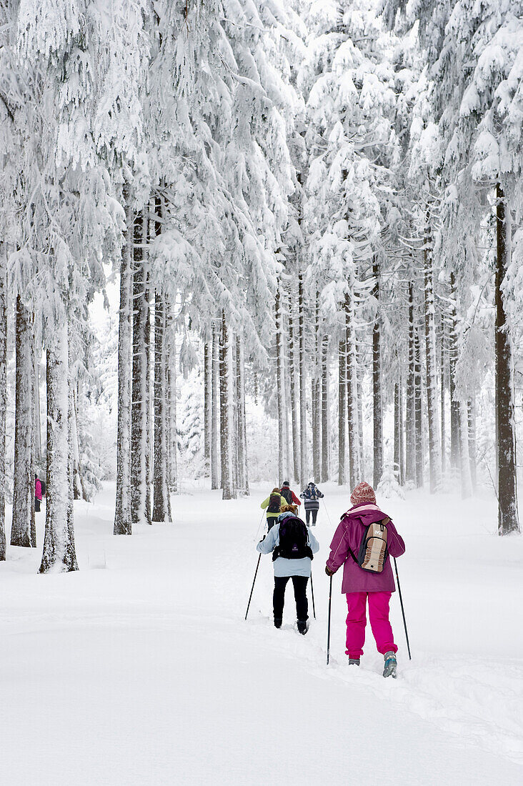 Langläufer am Thurner, Nähe Hinterzarten, Schwarzwald, Baden-Württemberg, Deutschland