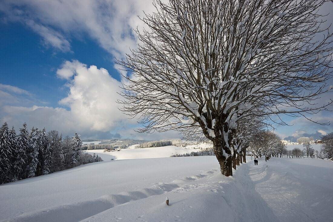 Snow covered trees near St Maergen, Black Forest, Baden-Wuerttemberg, Germany