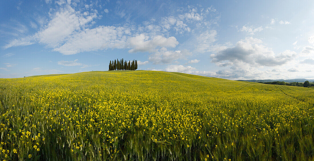 Typical Tuscan landscape with cypress grove and yellow rape field, canola field near San Quirico d´Orcia, Val d'Orcia, Orcia valley, UNESCO World Heritage Site, province of Siena, Tuscany, Italy, Europe