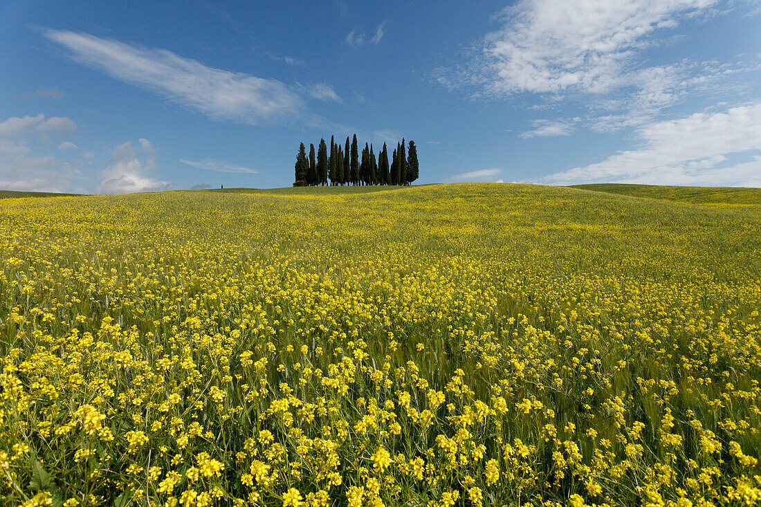 Typical Tuscan landscape with cypress grove and yellow rape field, canola field near San Quirico d´Orcia, Val d'Orcia, Orcia valley, UNESCO World Heritage Site, province of Siena, Tuscany, Italy, Europe