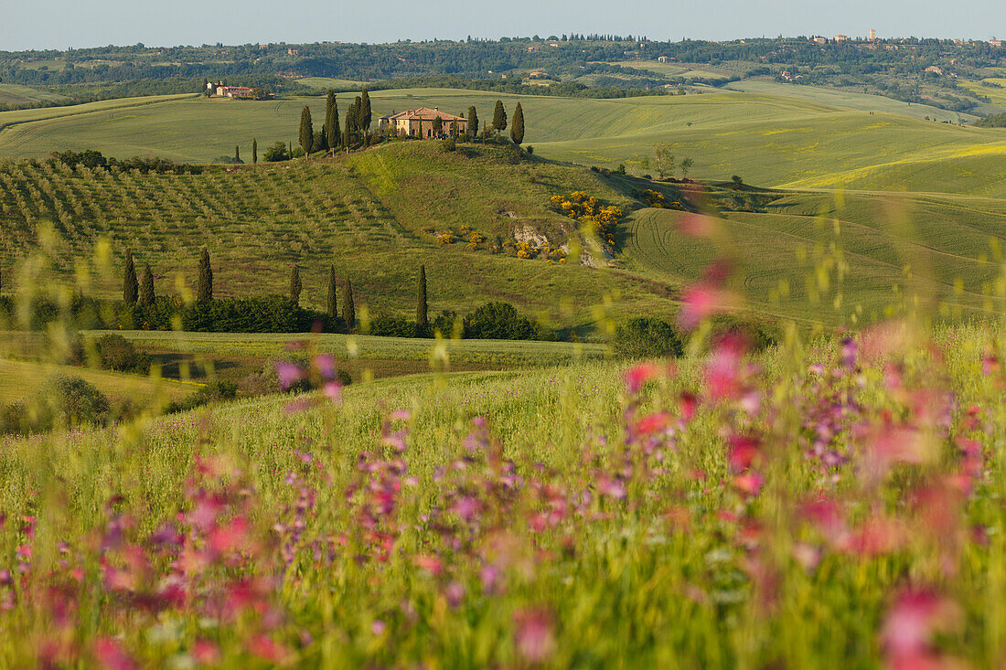 Typische toskanische Landschaft mit Hügeln, Landhaus und Zypressen, bei San Quirico d´Orcia, Val d'Orcia, UNESCO Weltkulturerbe, Provinz Siena, Toskana, Italien, Europa