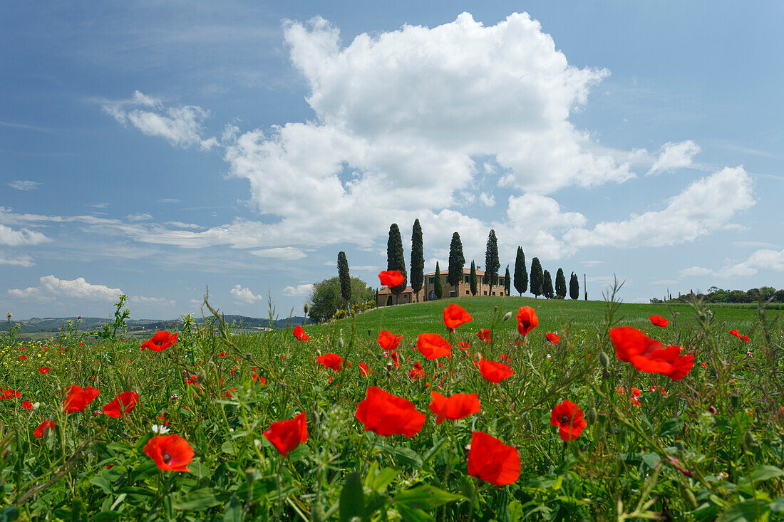 Landhaus mit Zypressen umgeben von Mohn, Val d'Orcia, UNESCO Weltkulturerbe, bei Pienza, Provinz Siena, Toskana, Italien, Europa